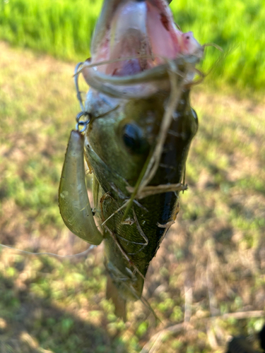 ラージマウスバスの釣果