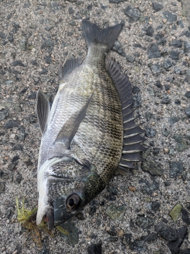 チヌの釣果