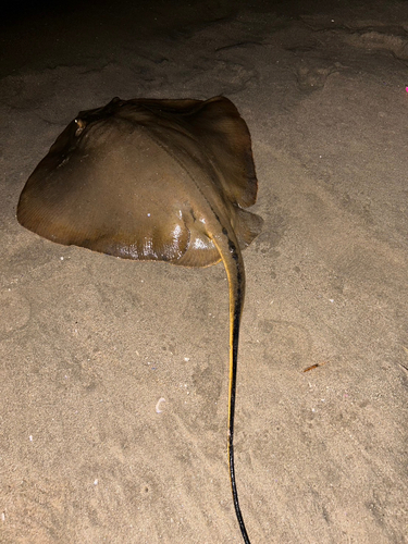 アカエイの釣果