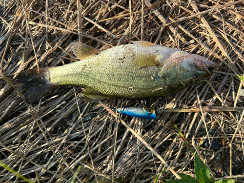 ラージマウスバスの釣果