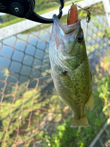 ラージマウスバスの釣果