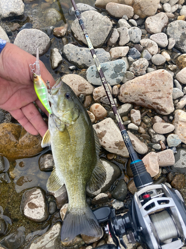 スモールマウスバスの釣果