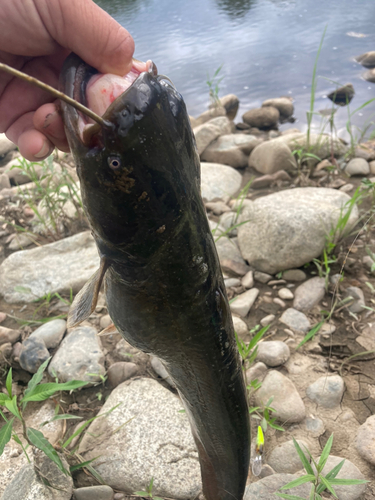 ナマズの釣果