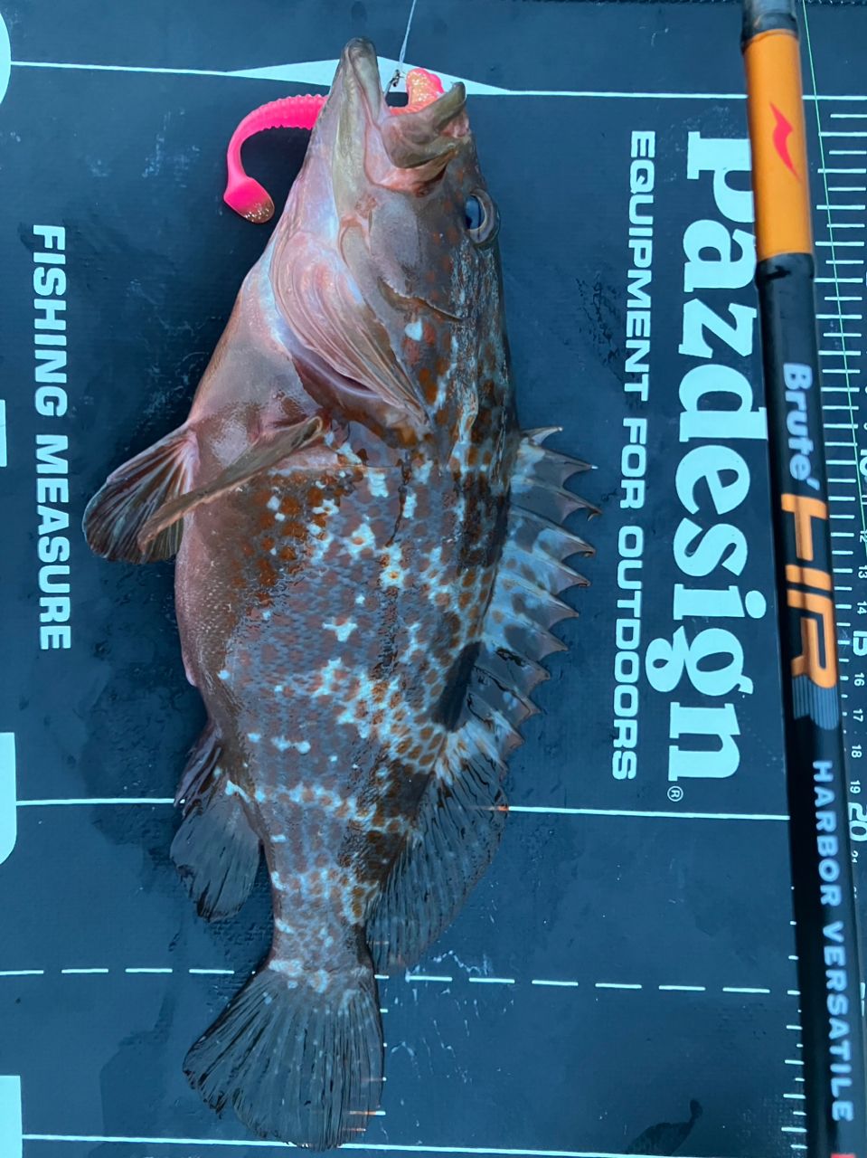 APIA ブルート' HR HABOR VERSATILE 77MXの最安値・インプレ・釣果