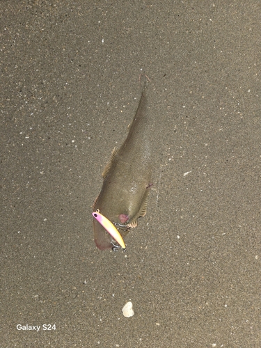 シタビラメの釣果