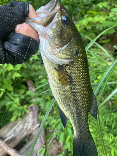 ラージマウスバスの釣果