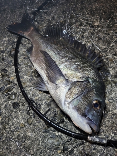 クロダイの釣果