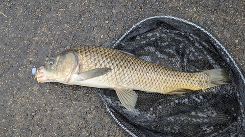 コイの釣果