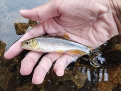 カワムツの釣果