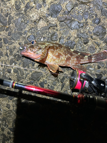 カサゴの釣果