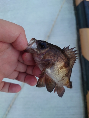 メバルの釣果