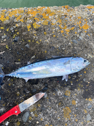 ソウダガツオの釣果