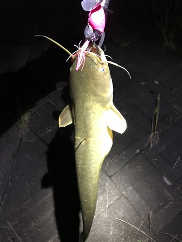 マナマズの釣果