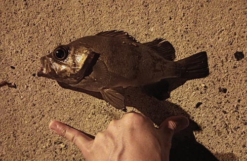 クロメバルの釣果