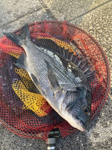 クロダイの釣果