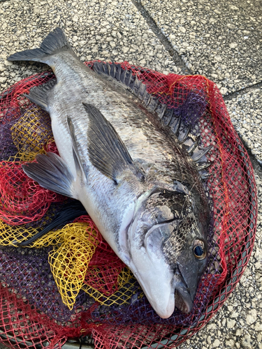 クロダイの釣果