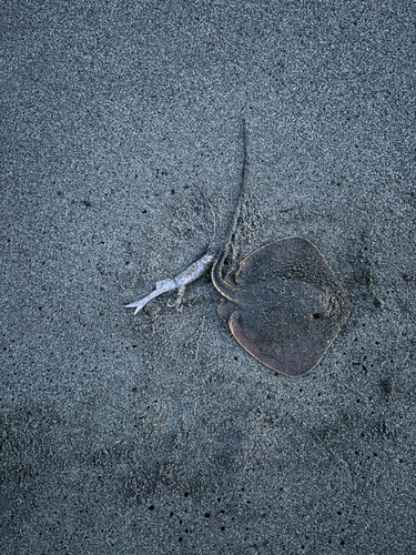 エイの釣果