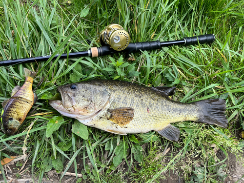 ブラックバスの釣果