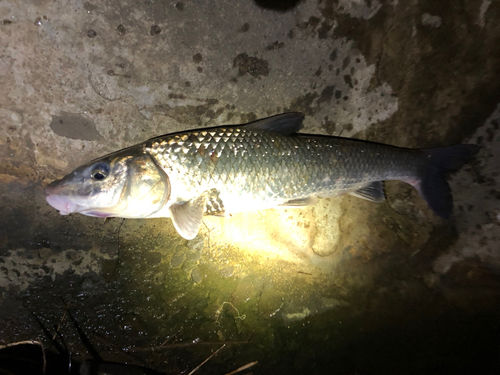 ニゴイの釣果