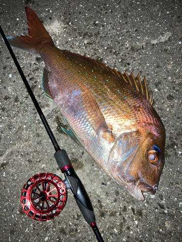 マダイの釣果