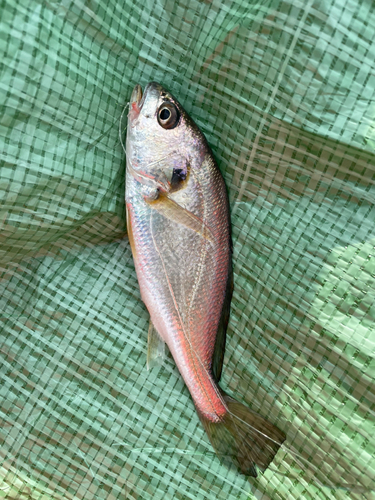 イシモチの釣果