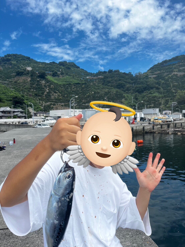 ヒラソウダの釣果