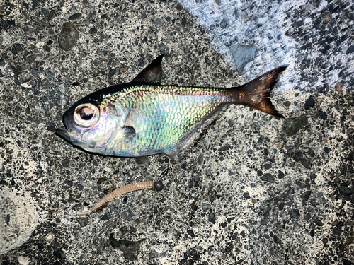 ミナミハタンポの釣果