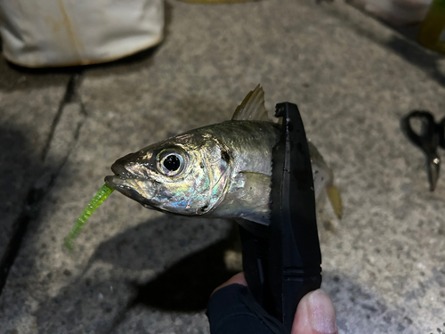 マアジの釣果