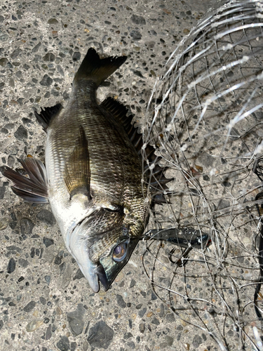 チヌの釣果