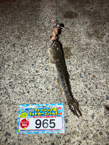 マハゼの釣果