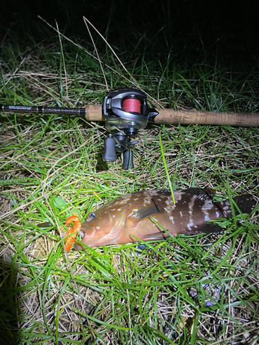 アコウの釣果