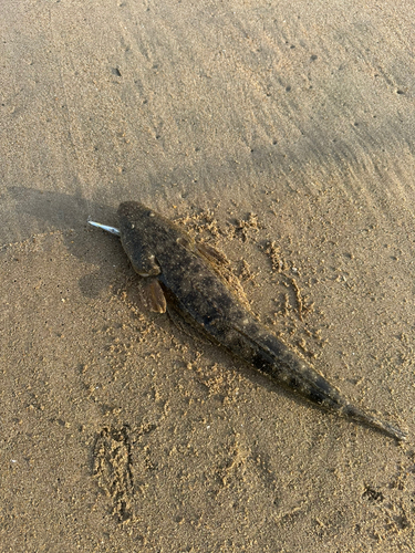 マゴチの釣果