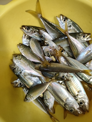 アジの釣果