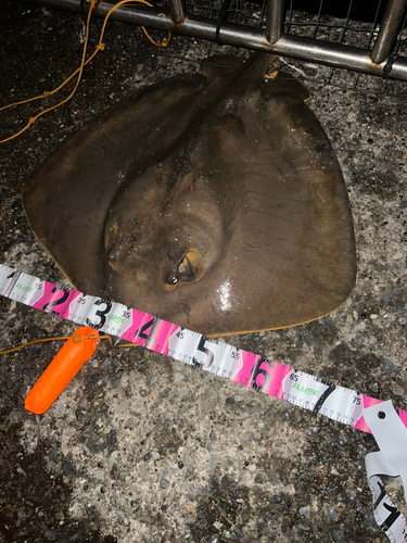 アカエイの釣果