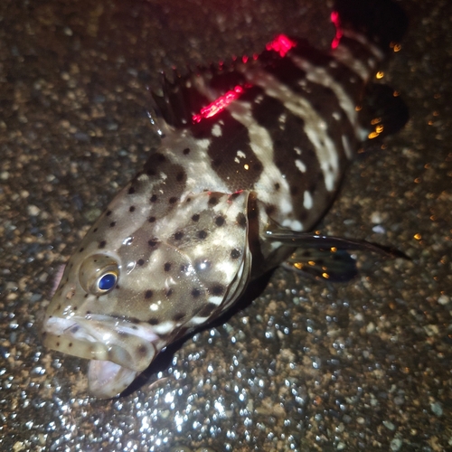 チャイロマルハタの釣果