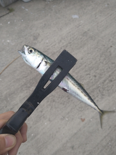 サバの釣果