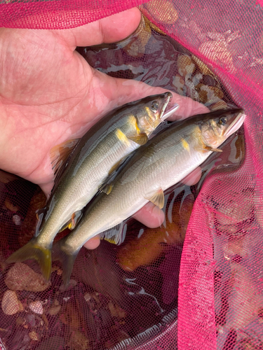 アユの釣果