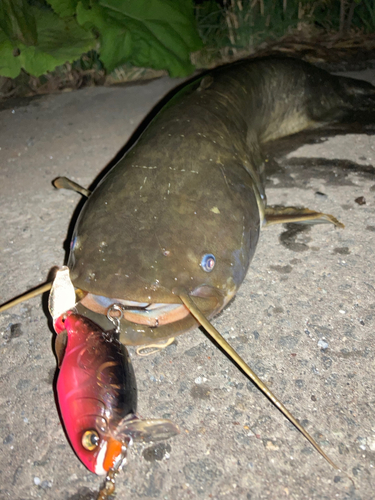 ナマズの釣果