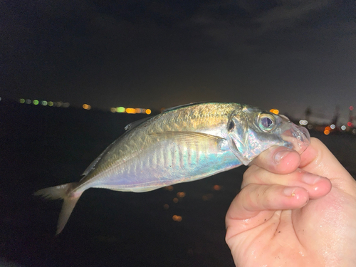 マアジの釣果