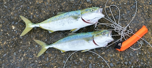 ハマチの釣果