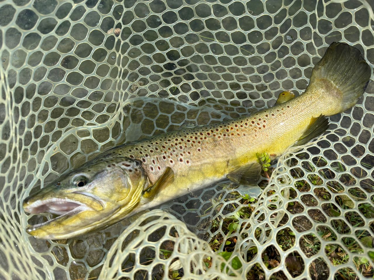 ブラウントラウト