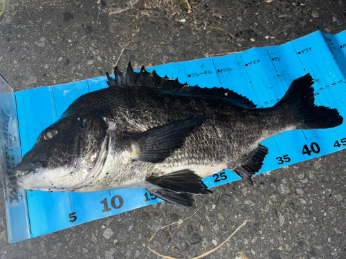 ブラウントラウトの釣果