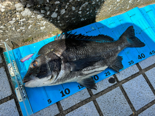 クロダイの釣果