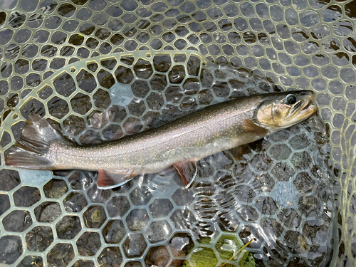 イワナの釣果