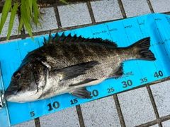 クロダイの釣果