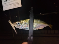 マアジの釣果