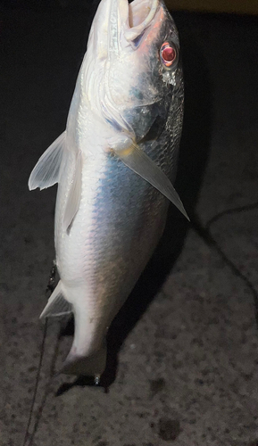 イシモチの釣果