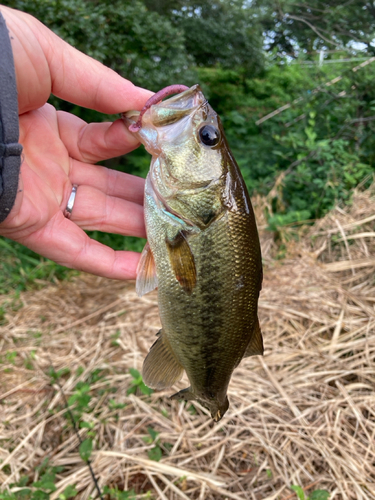 ラージマウスバスの釣果