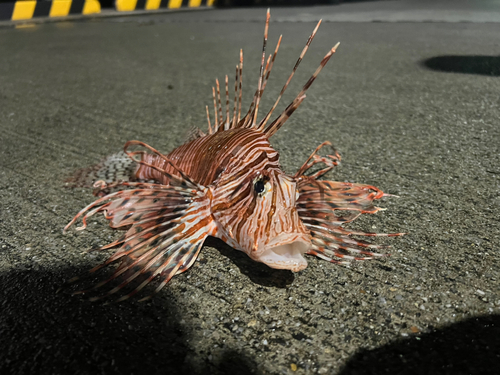 ハナミノカサゴの釣果