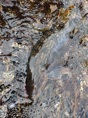 アイナメの釣果